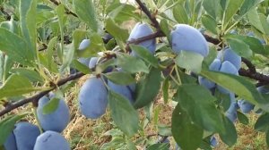 Слива Стенлей