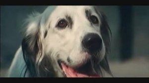 Буктрейлер к книге Гавриила Троепольского «Белый Бим Черное ухо»