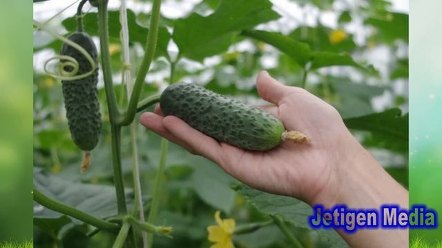 Бадыраңдын 10 пайдасы. Арыктайм десеңиз күн сайын бирден бадыраң жеңиз