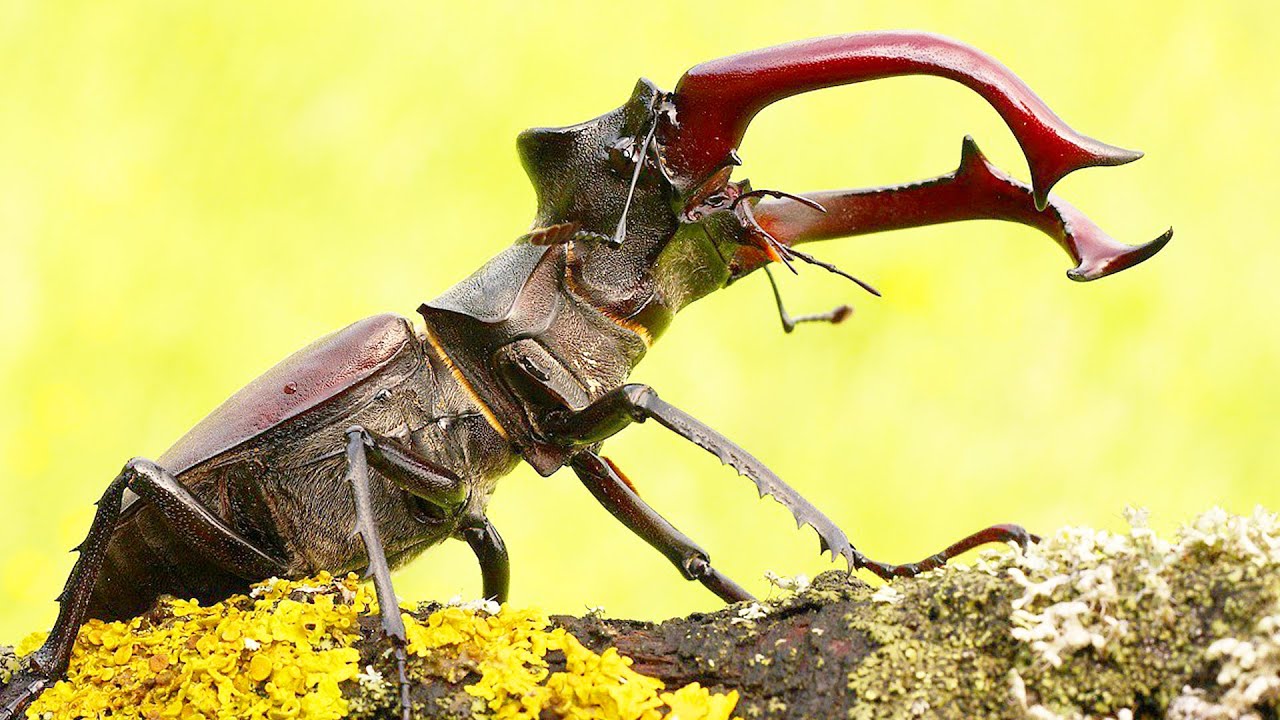 Интересные факты про жука оленя. Факты про насекомых смотреть онлайн