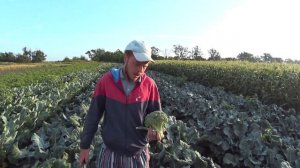 Супер ранний сорт капусты брокколи на котором можно заработать!