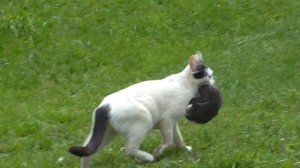 кошка несёт котенка