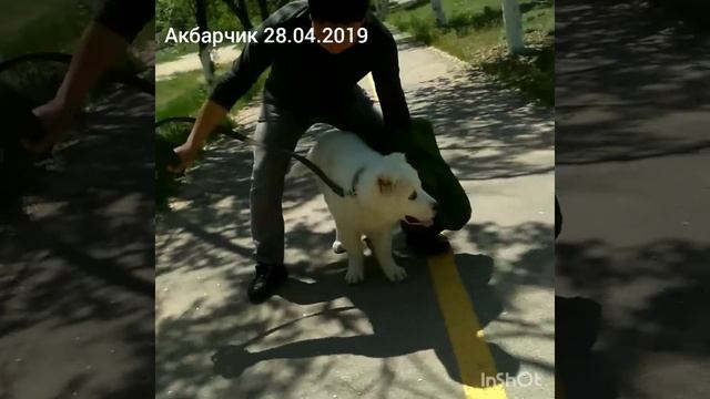 Белый алабай Акбар смотреть онлайн