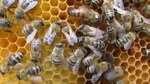 цветущая пижма, бесплатное лекарство для пчел от клеща Варроа - обработка пчел в июле