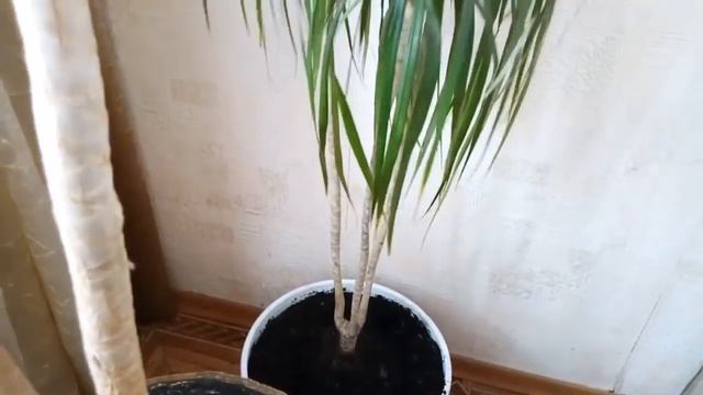 Драцена – драконовое растение смотреть онлайн
