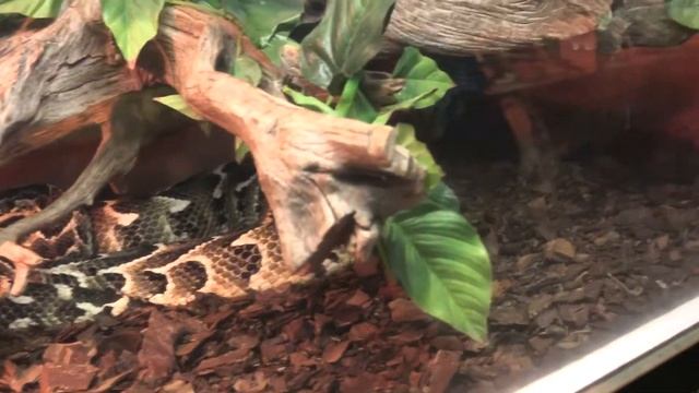 ТЕРРАРИУМ МИНСК смотреть онлайн