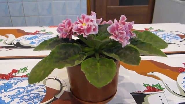 Цветы. Узамбарская Фиалка "Морозная Вишня" | Flowers. Uzambara Violet "Frosty Cherry" - 4 смотреть онлайн