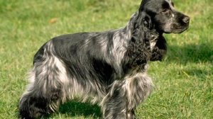 Русский охотничий спаниель описание плюсы и минусы породы | Порода собак Русский охотничий спаниель