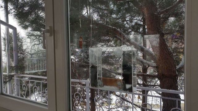 "Птица Счастья". Новая песенка от 3 февраля 2021 года, автор Николай Носков смотреть онлайн