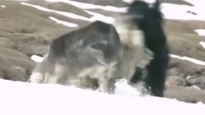 Собаки в деле, тайган берет волка. Самые эпичные бои собак против волка!