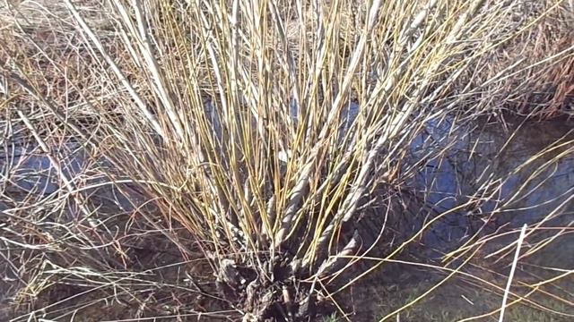 Верба распустилась! Изменения в природе. Прогулка. Тяжинский. смотреть онлайн