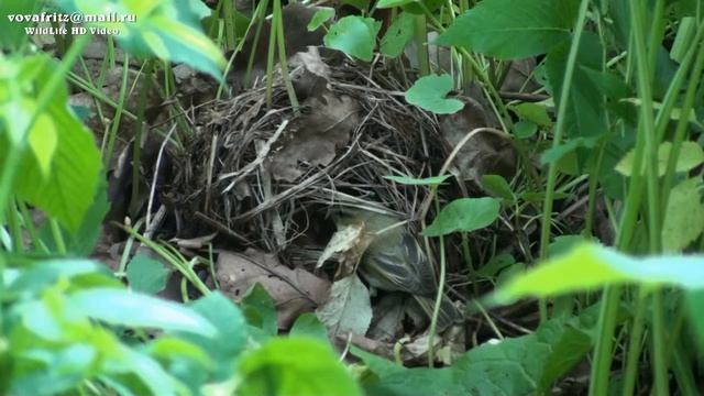 Phylloscopus trochilus (Willow Warbler, Пеночка-весничка)Moscow HD смотреть онлайн