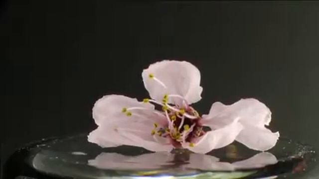 Wilting flower time lapse смотреть онлайн