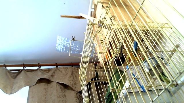 Молодые ожереловые попугаи Крамера 24.05.15 205 смотреть онлайн