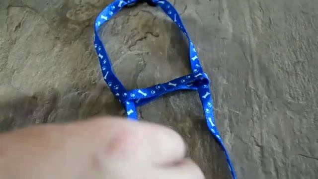 Как одеть шлейку на кошку/собаку | объясню за 25 секунд без воды смотреть онлайн