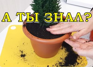 КИПАРИСОВИК ЭЛВУДИ - мое новогоднее приобретение???