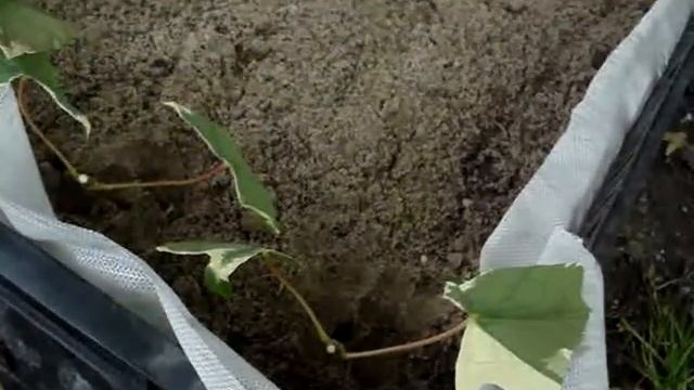 Черенкование деревьев и кустарников под пленкой в теплице смотреть онлайн