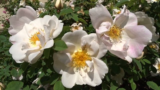 Rosa ´Nevada´ смотреть онлайн