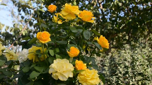 Футаж Жёлтые розы 4 смотреть онлайн