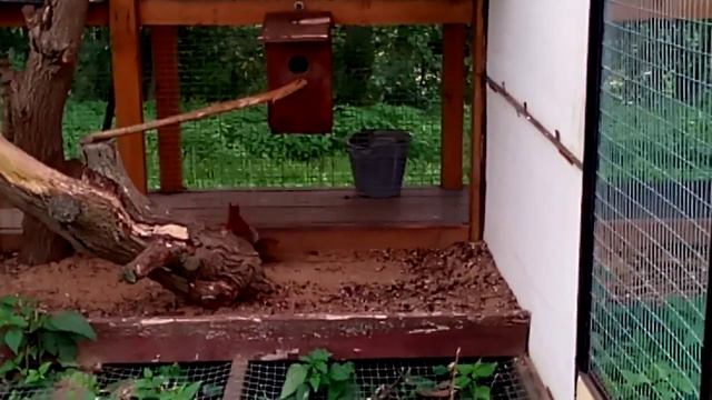 Сумасшедшая белка. смотреть онлайн