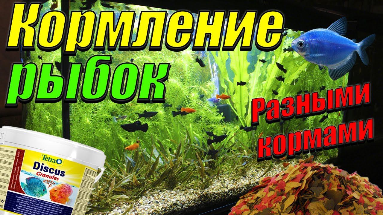 Каким кормом лучше кормить рыбок. В какое время каким кормом кормить рыбок. смотреть онлайн