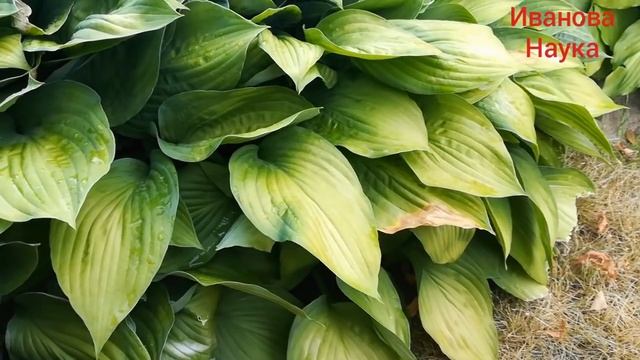 Простой способ определения необходимости полива сада. Все о хостах.