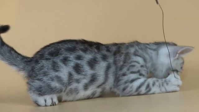 Серебряный Бенгал