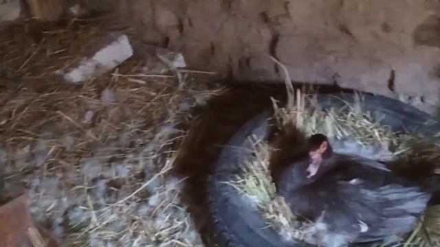 Приняла ли утка утят? День второй смотреть онлайн