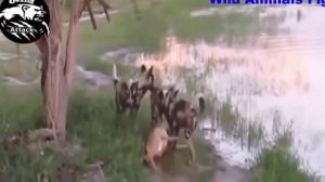 Гиены живьем поедают кабана.Слабо нервным не смотреть!!!!! борьба животных