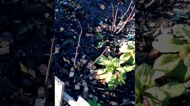 Первая подготовка и первый этап роз к зимовки в Сибири ❄❄❄ смотреть онлайн