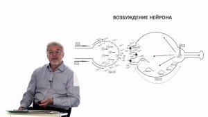 Евсеев А.В. Нормальная физиология. Лекция №10. Механизмы возбуждения и торможения нейрона. 2023