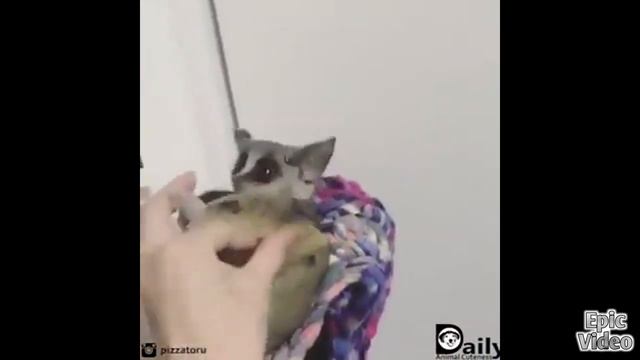 Приколы с Животными. Смешные Коты и Собаки | Лучшие приколы / Fail Compilation. Подборка Приколов # смотреть онлайн