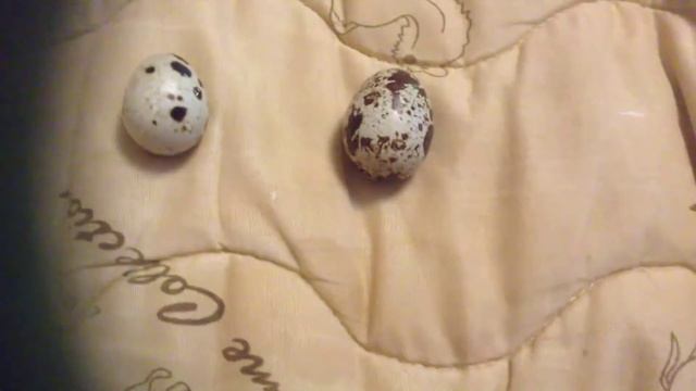 Самое маленькое яичко от перепелки . смотреть онлайн