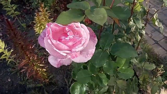 Цветы бабьего лета смотреть онлайн