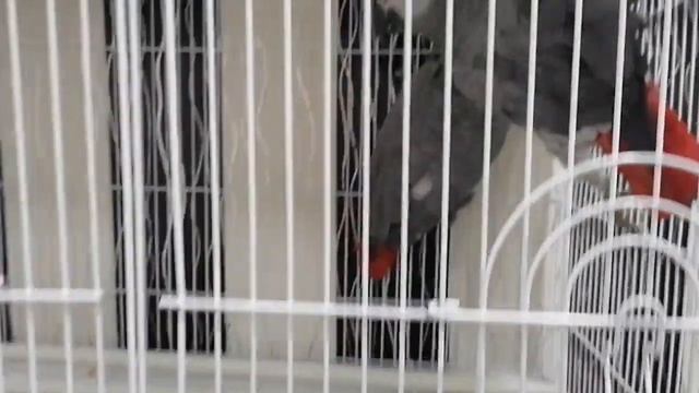 Jako tutuquşu, Jako papagani, african Grey parrot, попугай Жако смотреть онлайн