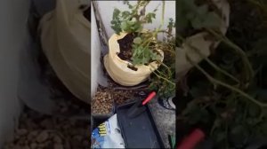 Выращиваем картошку по китайскому способу (эксперимент)