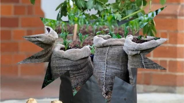 Как Выращивать Картошку В Мешках смотреть онлайн