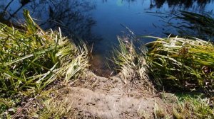 Где живут бобры