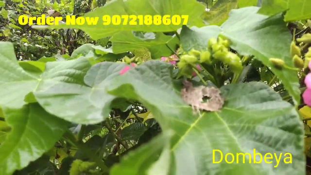 ഡോമ്പിയ പൂക്കളോടൊപ്പം (Dombeya ) смотреть онлайн