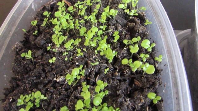 Рассада Лобелии - ровно 1 месяц, как выглядит и что делать дальше смотреть онлайн
