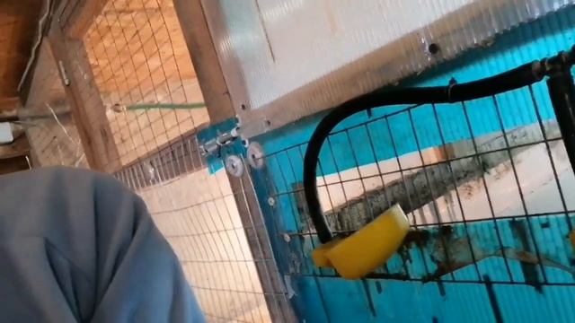 Утепляем курятник