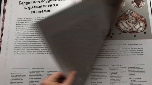 Анатомикум | Энциклопедия о строении человеческого тела смотреть онлайн