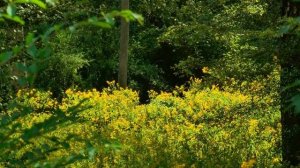 Амброзия, когда цветет?