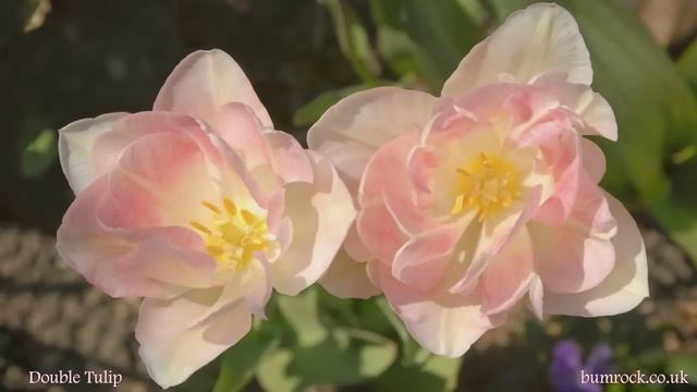 Happy Birthday To You - Beautiful Flowers Pictures With Best Birthday Song