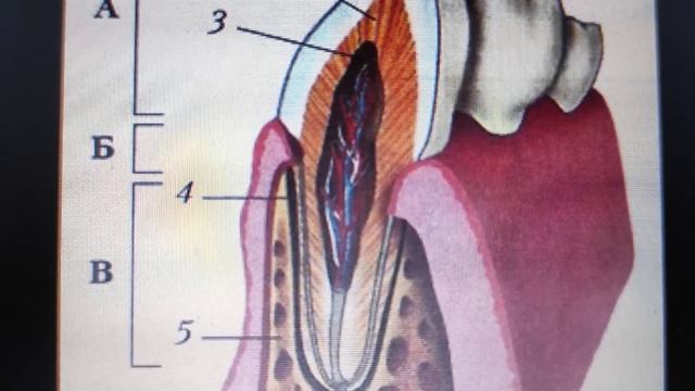 Отчего зуб болит, если нерва нет, у взрослых выпадают здоровые зубы. Больше таких улыбок не будет.