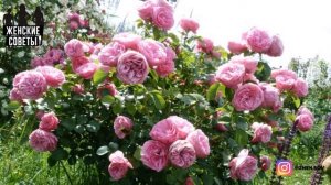 СПАСАЕМ РОЗЫ ВОДКОЙ! Готовим ВОЛШЕБНЫЙ ЭЛИКСИР!