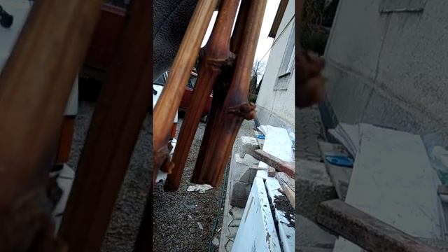 ЯК ПРАВИЛЬНО ЗБЕРЕГТИ ЧЕРЕНКИ ВИНОГРАДУ ДО ВЕСНИ смотреть онлайн