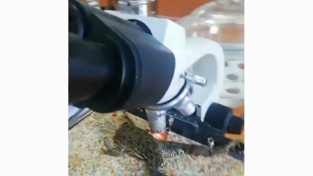 Қабыну кезінде қан тамырларында байқалатын өзгерістер смотреть онлайн