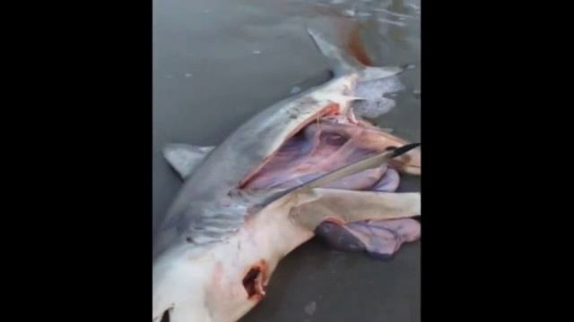 Мёртвой Акуле сделали кесарево сечение детёныша. смотреть онлайн