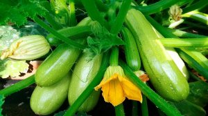 ЧЕМ ПОДКОРМИТЬ КАБАЧКИ В ИЮЛЕ,ЧТОБЫ ПОЛУЧИТЬ БОГАТЫЙ И ВКУСНЫЙ УРОЖАЙ?